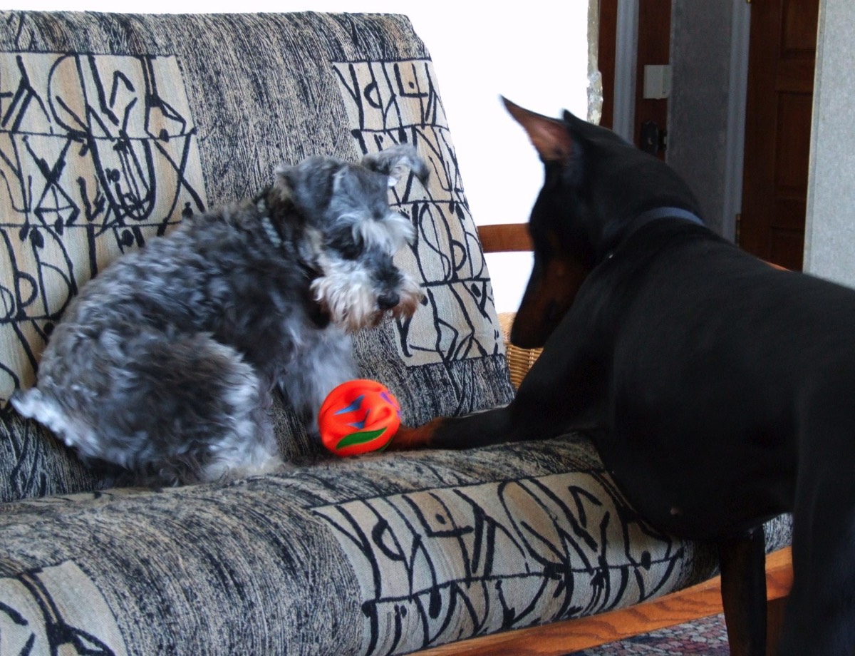 4 legs music advisors